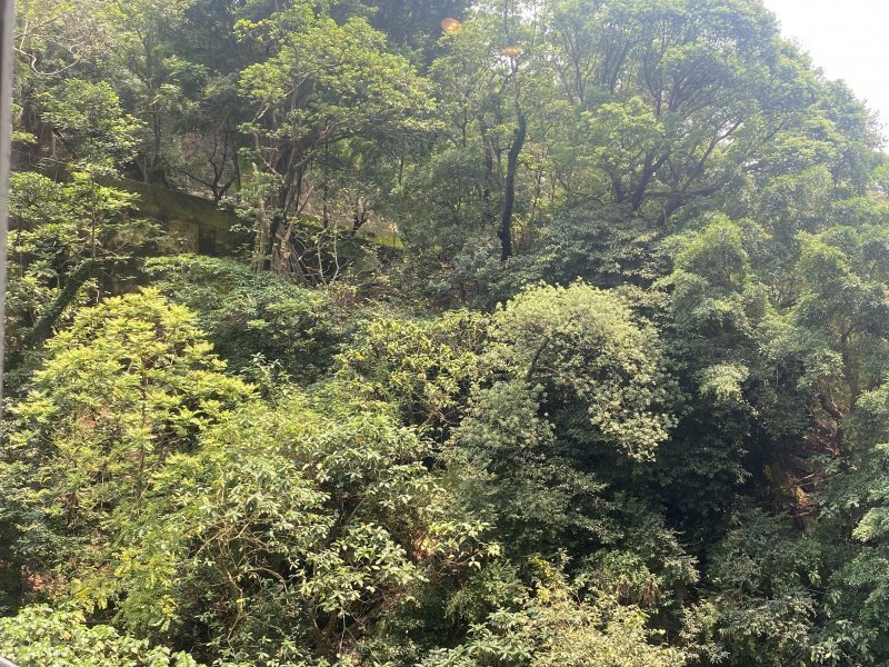 Dragon Court